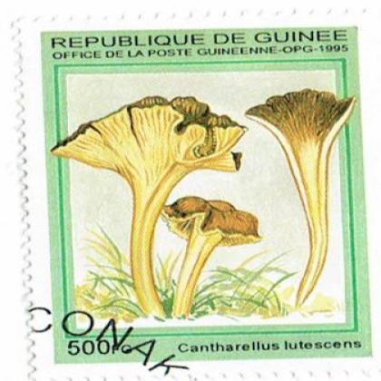 CANTHARELLUS MUSHROOM COMMEMORATIVE STAMP WS 5