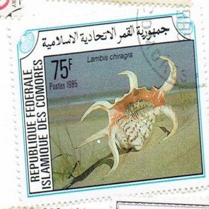Federal Islamic Republic COMORES SNAIL BIG SIZE  STAMP WS3