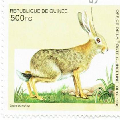GUINEA 1995 WILD RABBIT ANIMAL  COMMEMORATIVE STAMP WS 7