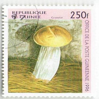 GUINEA CRANULAR  250 f BIG SIZE COMMEMORATIVE STAMP WS 3