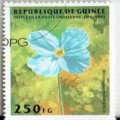 GUINEA FLOWER 250f COMMEMORATIVE STAMP WS 6