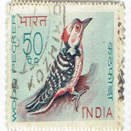 INDIAN WOOD PECKER BIRD COMMEMORATIVE STAMP CSB 12