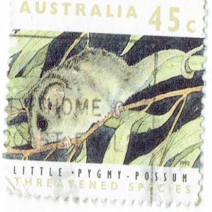 LITTLR PIGMY COMMEMORATIVE STAMP WS2