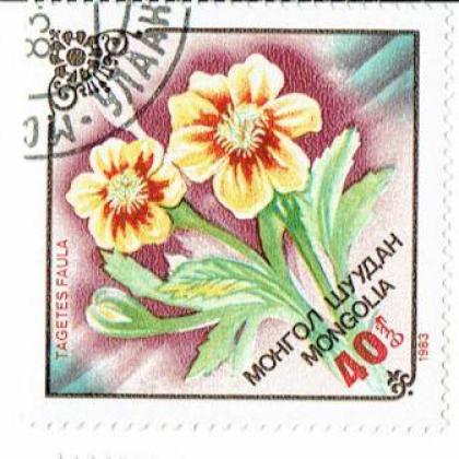 MANGOLIA FLOWER THEME 40m SQURE SHAPED STAMP WS1