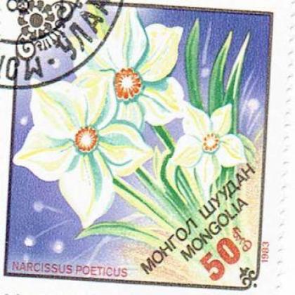 MANGOLIA FLOWER THEME SQURE SHAPED STAMP WS1