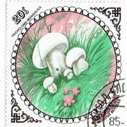 MANGOLIA MASHROOM THEME BIG SIZE ODD SHAPED STAMP WS1
