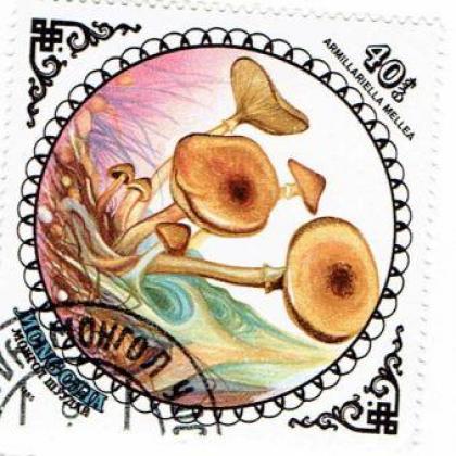 MANGOLIA MASHROOM THEME BIG SIZE STAMP WS1