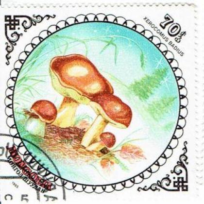 MANGOLIA MASHROOM THEME SQUARE BIG SIZE ODD SHAPED STAMP WS1