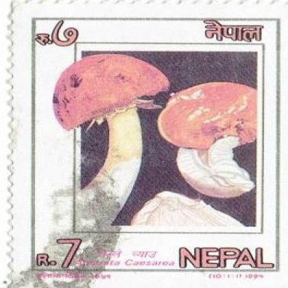 NEPAL1994  MUSHROOM THEME COMMEMORATIVE STAMP WS8