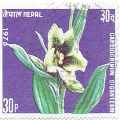 NEPAL 1976 CARDIOCRINUM FLOWER COMMEMORATIVE STAMP WS 07