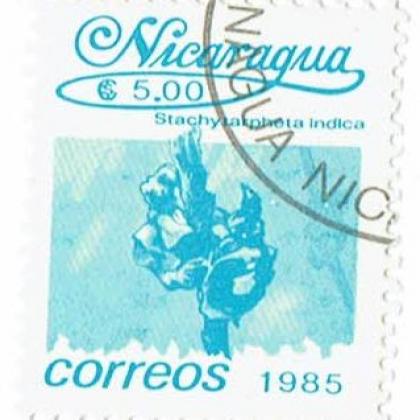 NICARGUA 1985 INDICA FLOWER COMMEMORATIVE STAMP WS 7