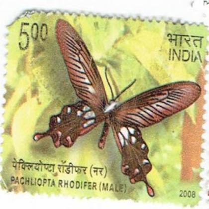 PACHLIOPTA RHODIFER BUTTERFLY COMMEMORATIVE STAMP CSB 11