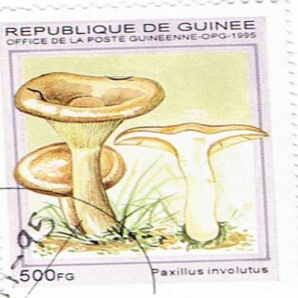 PAXILLUS MUSHROOM COMMEMORATIVE STAMP WS 5