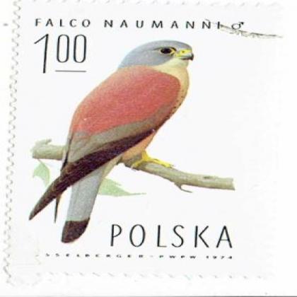 POLAND FALCON BIRD THEME COMMEMORATIVE STAMP WS 06