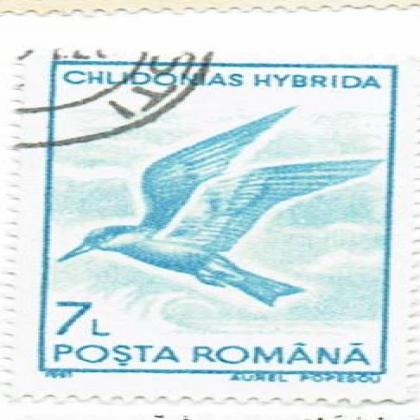 ROMANIA 1991 CHLDOMAS HYBRIDA BIRD THEME STAMP WS8