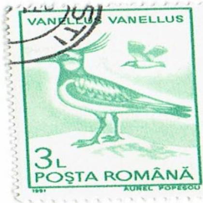 ROMANIA 1991 VANELLUS BIRD THEME STAMP WS8