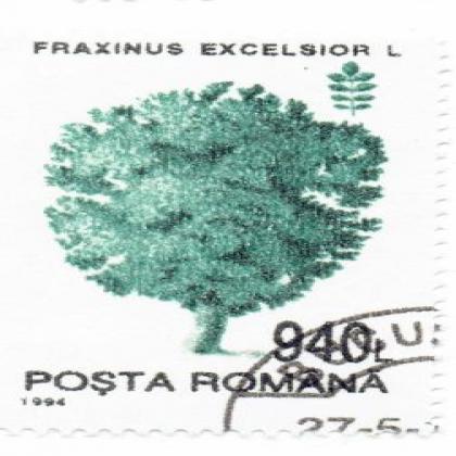 ROMANIA 1994 FRAXINUS EXCELSIOR  PINE TREE STAMP WS8