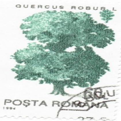 ROMANIA 1994 QUERCUS ROBUR L 60L STAMP WS8