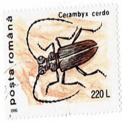 ROMANIA 1996 220L INSECT THEME COMMEMORATIVE STAMP WS8