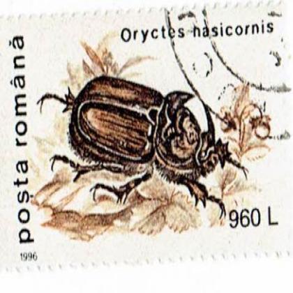 ROMANIA 1996 960L  INSECT THEME COMMEMORATIVE STAMP WS8