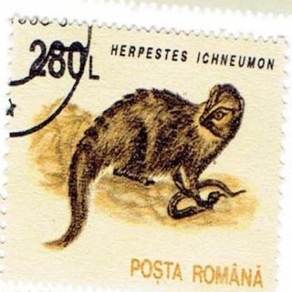 ROMANIA 280L HERPESTES MANGOOSE STAMP WS4