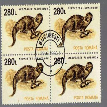 ROMANIA 280L HERPESTES MANGOOSETHEME BLOCK OF 4 STAMPS