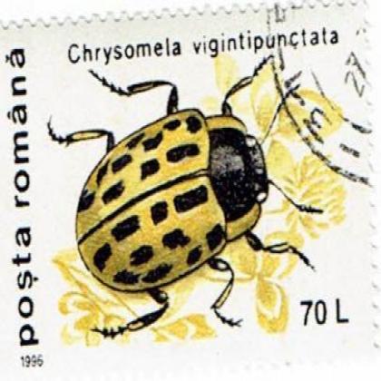 ROMANIA CHRYSOMELA INSECT COMMEMORATIVE STAMP WS6