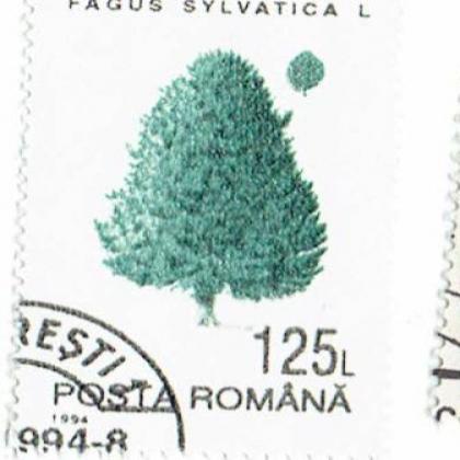 ROMANIA FAGUS  SYLVATICA TREE STAMP WS8