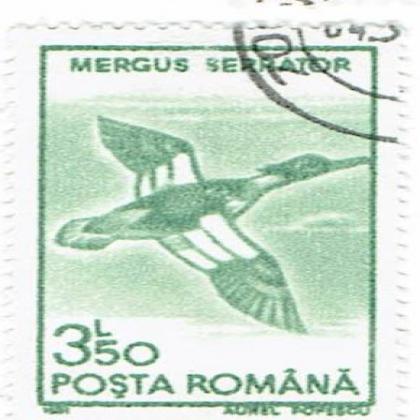 ROMANIA MERGUS SERRATOR BIRD THEME STAMP WS8