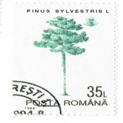 ROMANIA PINUS TREE COMMEMORATIVE STAMP WS6