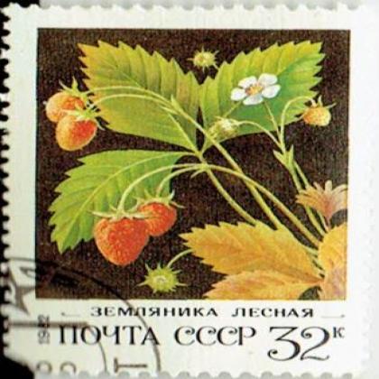 RUSSIA 32K CCCP FLOWER COMMEMORATIVE STAMP WS 6