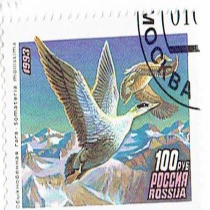 RUSSIA DUCK CIRCA 1993 BIRD THEME COMMEMORATIVE STAMP WS 8