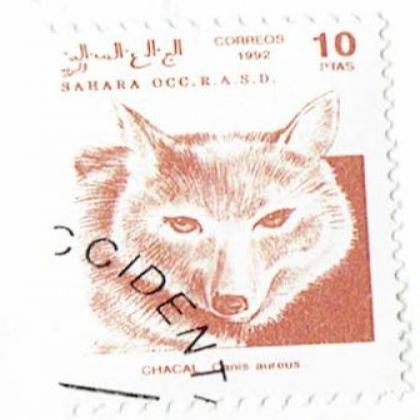 SPAIN 1992 10 PTAS CHACAL JACKAL FOX ANIMAL THEME  COMMEMORATIVE STAMP WS 08